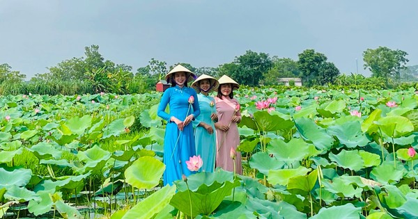 Trong thành nhà Hồ ở Thanh Hóa trồng hoa sen cổ, mùi thơm ngào ngạt, dân tình tha hồ chụp ảnh