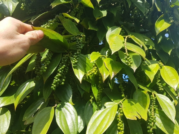 Bất ngờ lao dốc sau đợt điều chỉnh mạnh?