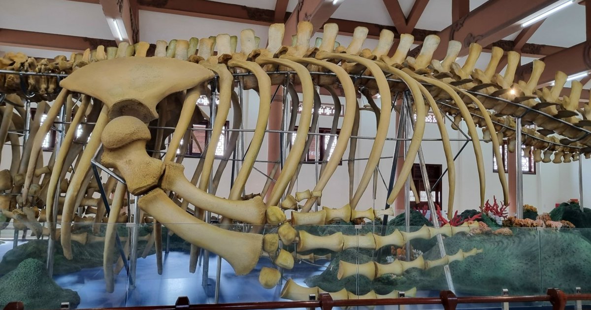 Mystery of two giant whale skeletons