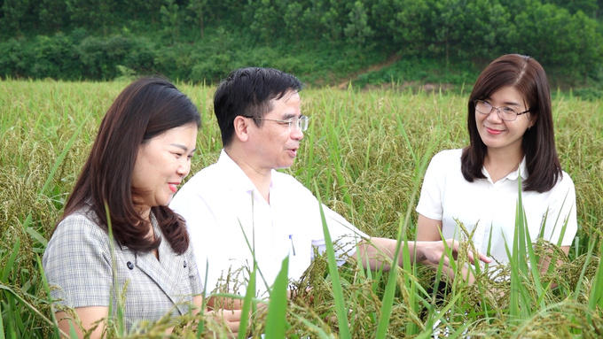 Cánh đồng nếp vải Ôn Lương tại huyện Phú Lương (Thái Nguyên) vào mùa thu hoạch. Ảnh: Quang Linh.