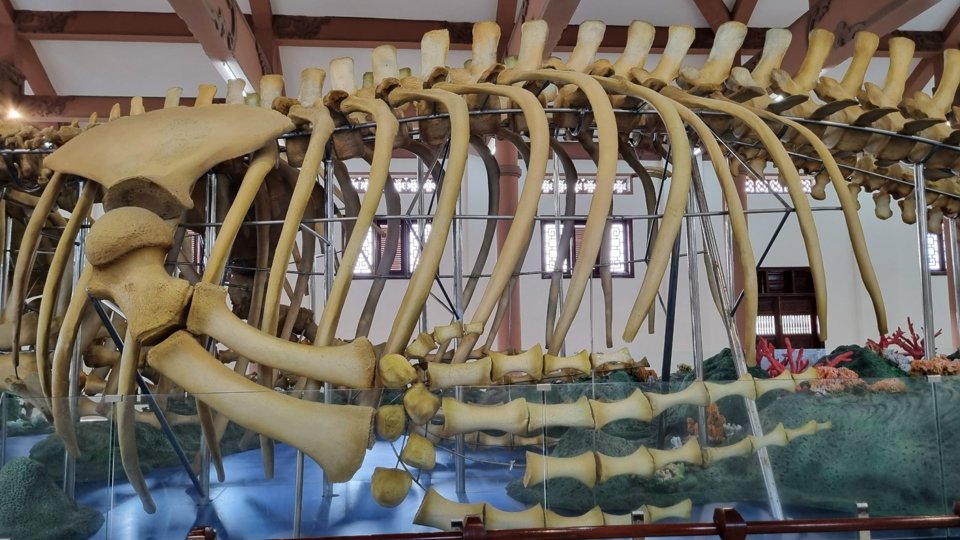 Ly Son district currently has dozens of whale skeletons dating from several decades to over 300 years old. The locality is focusing on exploiting tourism products from these skeletons.