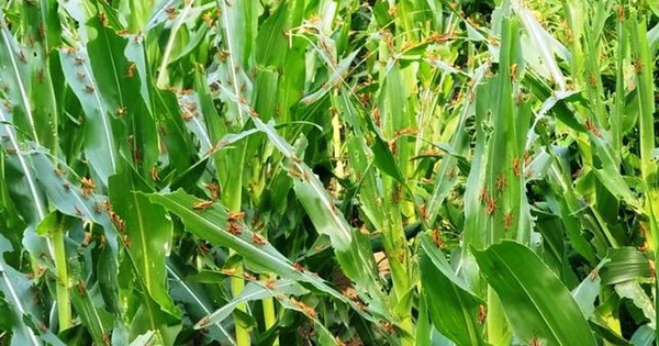 Bambusheuschrecken „zerstören“ landwirtschaftliche Nutzpflanzen in 11 nördlichen Provinzen, das Ministerium für Landwirtschaft und ländliche Entwicklung weist auf Prävention und Kontrolle hin