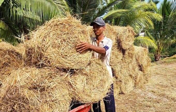 Tái sử dụng phế phụ phẩm nông nghiệp, phát triển nông nghiệp tuần hoàn là một trong những giải pháp hiệu quả thúc đẩy sản xuất nông nghiệp hữu cơ. Ảnh: Kim Anh.