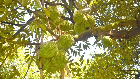 Le durian vert biologique prospère au milieu d'une salinité féroce