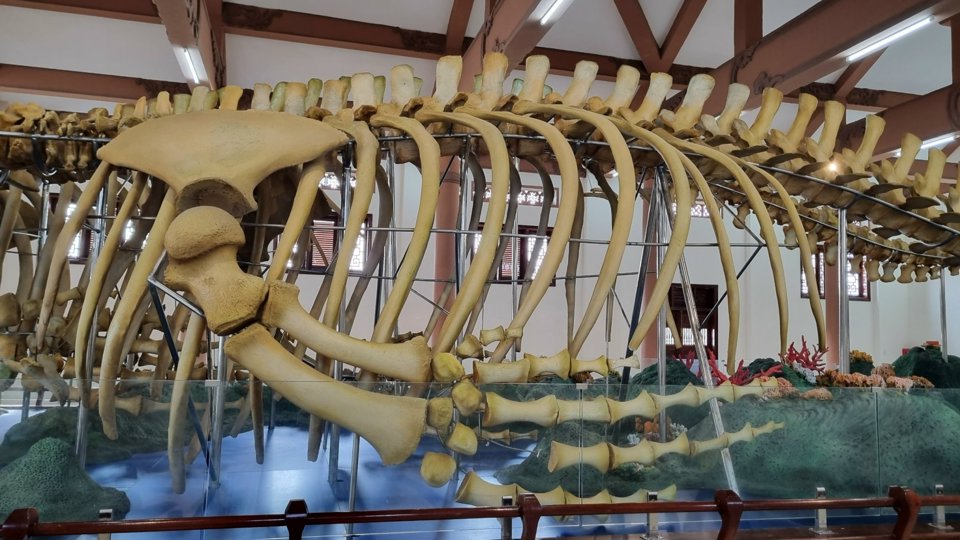 Each whale skeleton has 50 vertebrae. The largest vertebrae is over 40cm in diameter, the skull is 4m long, and the tusk is 4.7m long.