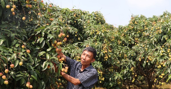 Trồng vải thiều, ở Bắc Giang năm nay kêu mất mùa, nông dân này chăm kiểu gì mà ra trái quá trời?