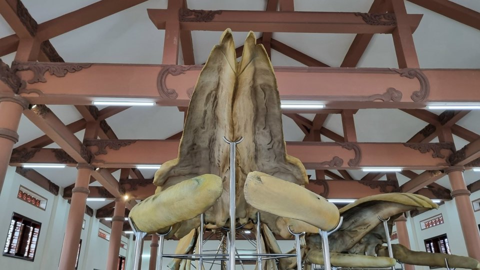 The project to restore two whale skeletons in Lang Tan has a total investment of over 14 billion VND (including the Exhibition House), to be completed in early 2022.