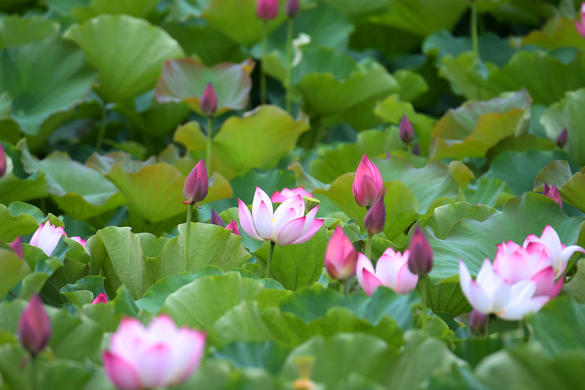 Lotus flowers bloom in Me Linh valley