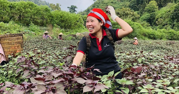 Khởi nghiệp thành công với cây tía tô 'nhờ' dịch COVID-19