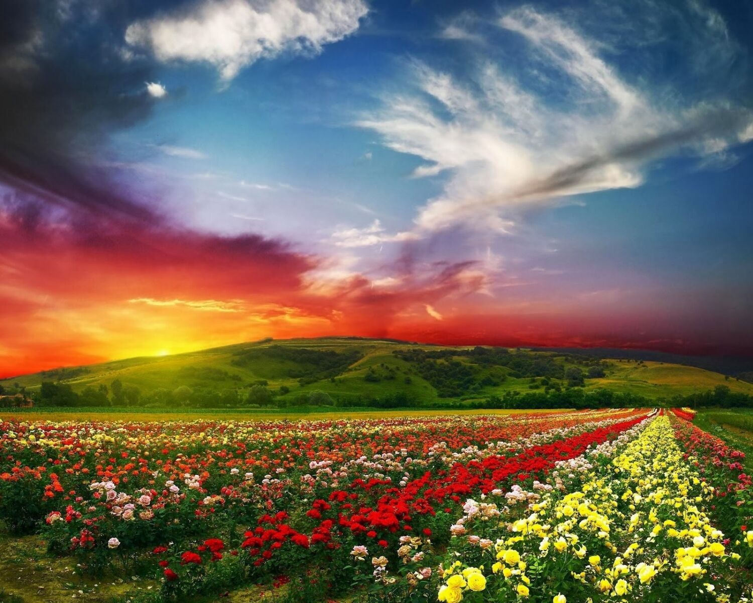 Những cánh đồng hoa đẹp như trong truyện cổ tích trên thế giới - 11