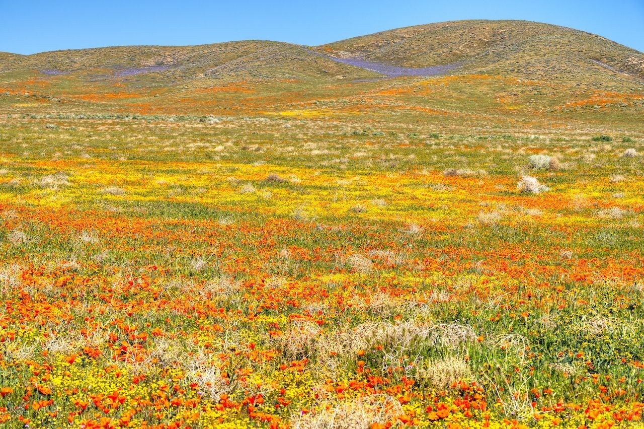 Những cánh đồng hoa đẹp như trong truyện cổ tích trên thế giới - 14