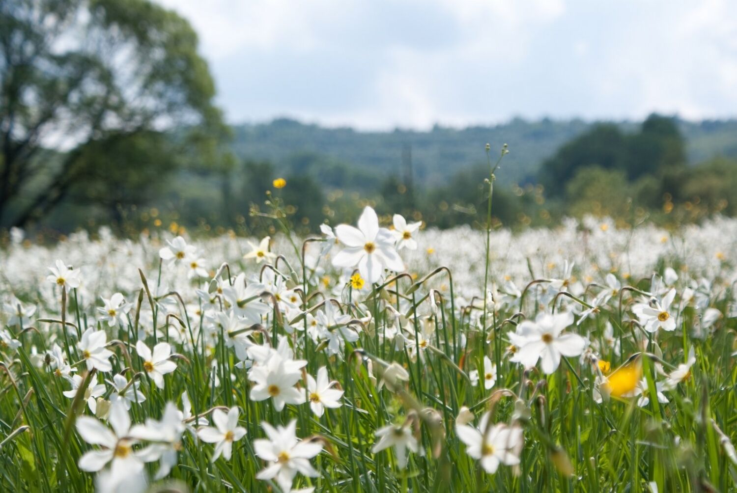 Những cánh đồng hoa đẹp như trong truyện cổ tích trên thế giới - 10
