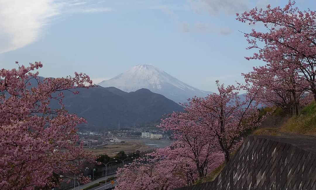 Khám phá lễ hội hoa anh đào Hanami tại Nhật Bản - 8