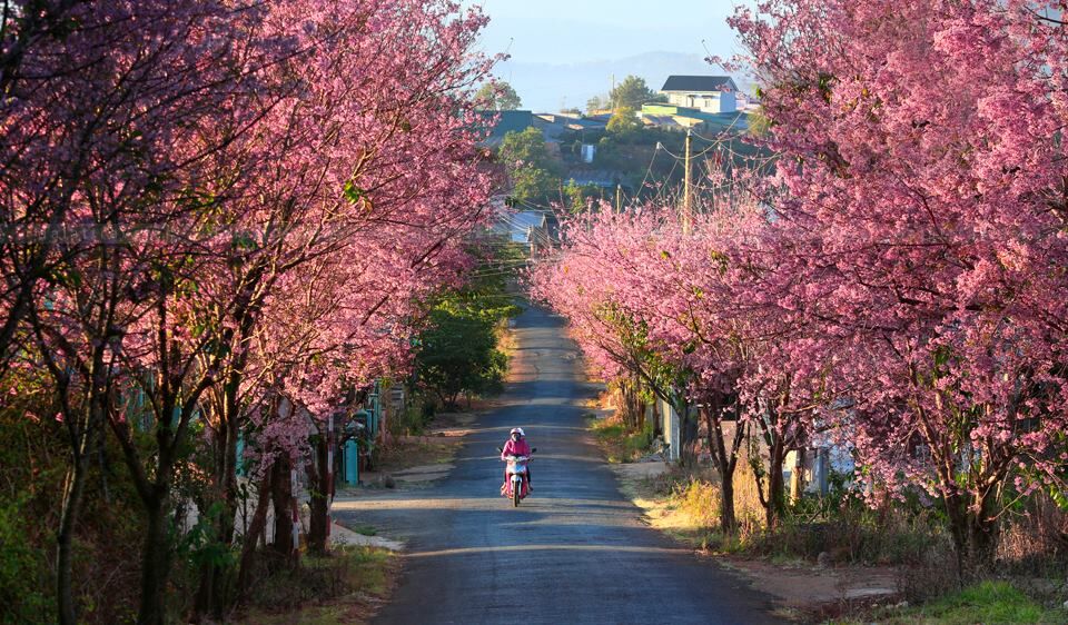 Hơn 3.000 cây Mai Anh Đào dự kiến được trồng tại Đà Lạt - Nhà Xanh
