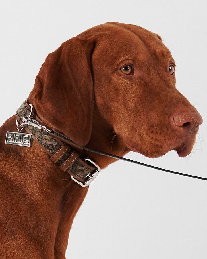 Dây xích chó bằng da của Fendi giá 420$ (10 triệu VNĐ)