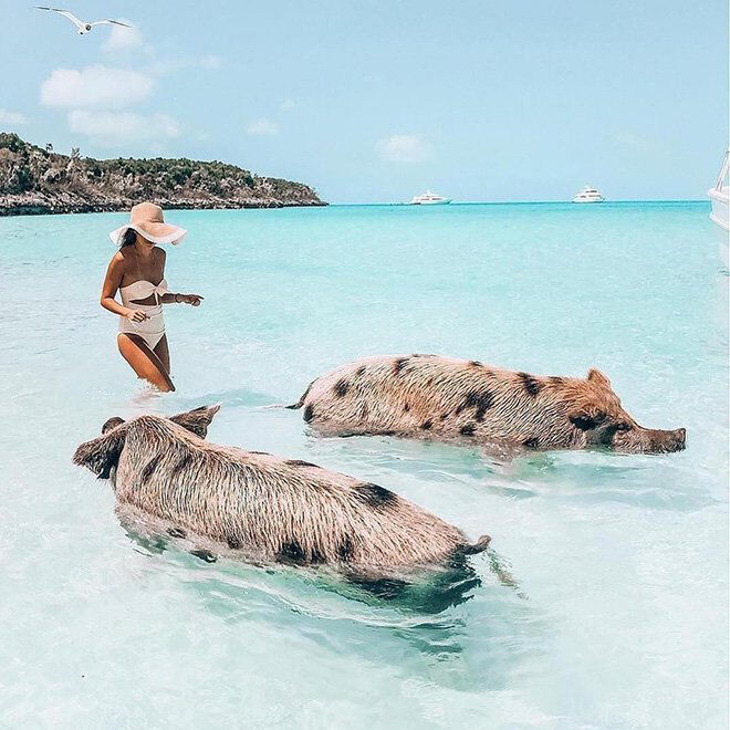 Thiên đường “đảo lợn” có 1-0-2 ở Bahamas-3