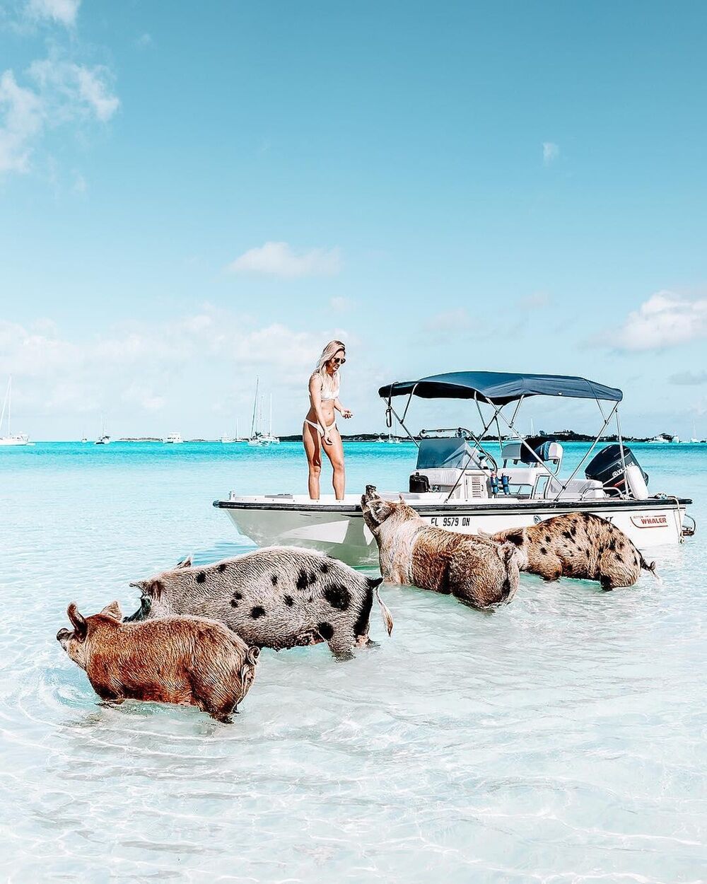 Thiên đường “đảo lợn” có 1-0-2 ở Bahamas-8