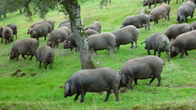 Lợn đen được chăn thả tự nhiên dưới gốc cây sồi