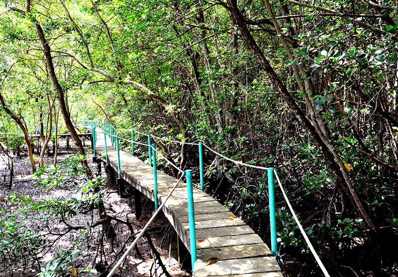 Khu Dự trữ sinh quyển rừng ngập mặn Cần Giờ - “Lá phổi xanh” của TP.HCM - 3