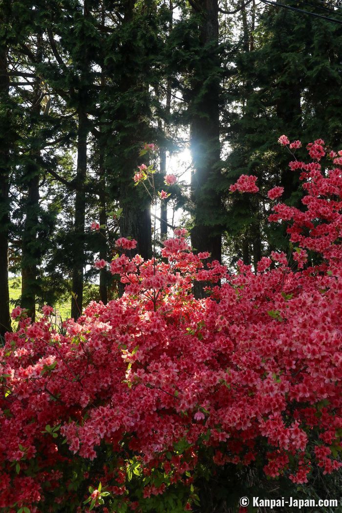 Chiêm ngưỡng sắc đỏ mùa thu giữa bạt ngàn màu xanh mùa hè - 5