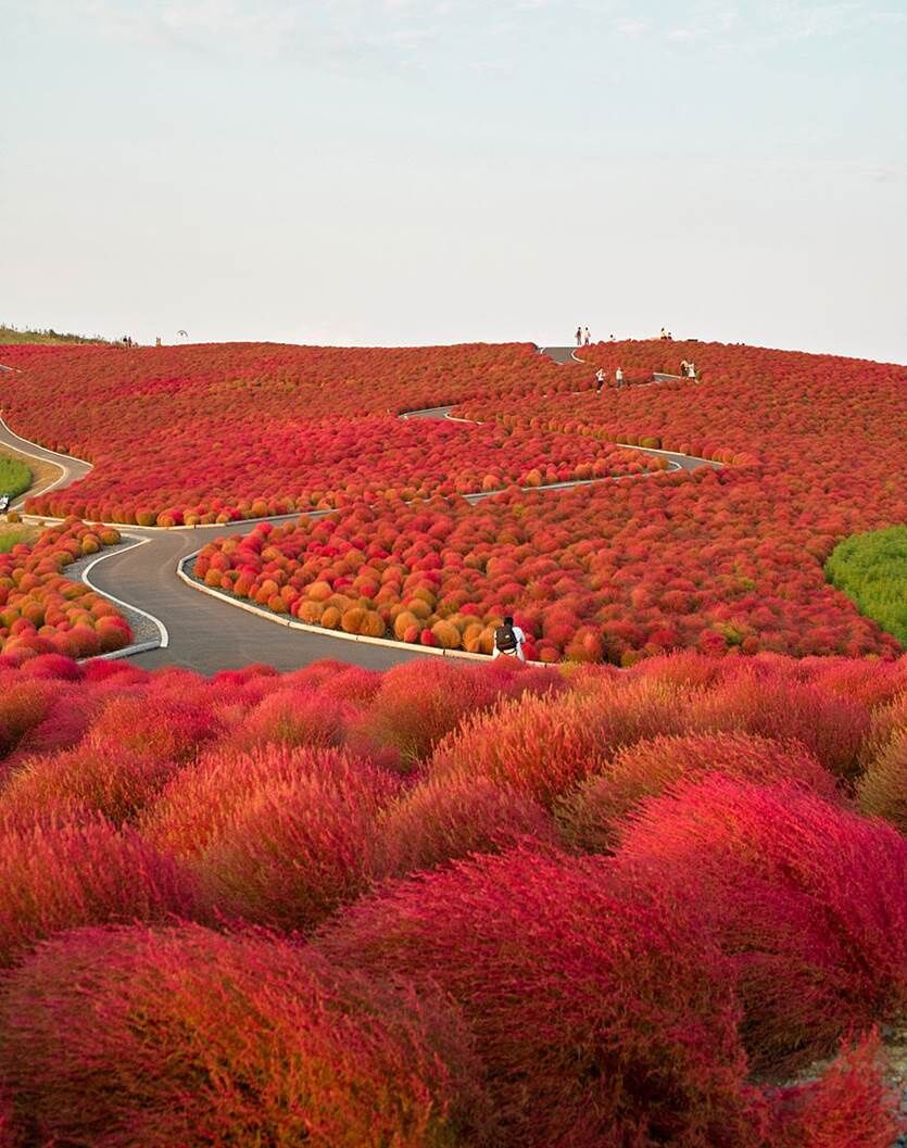 Thiên đường hoa nở quanh năm ở Nhật Bản - 8