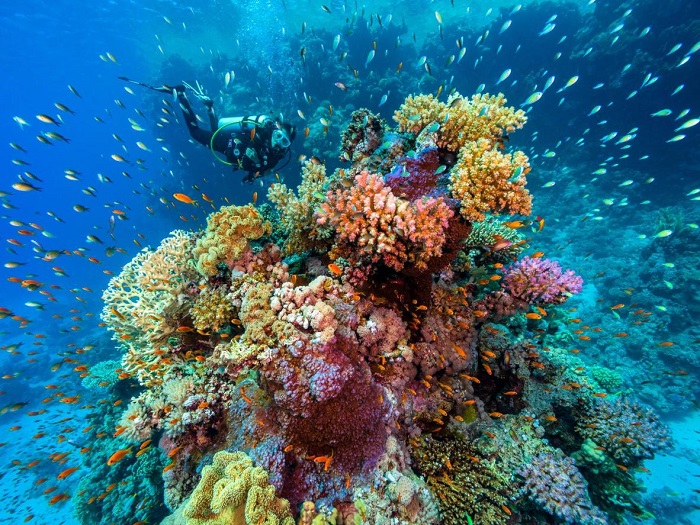 Hòn đảo đẹp ở Trung Đông lý tưởng để lặn ngắm san hô. Ảnh: Booking