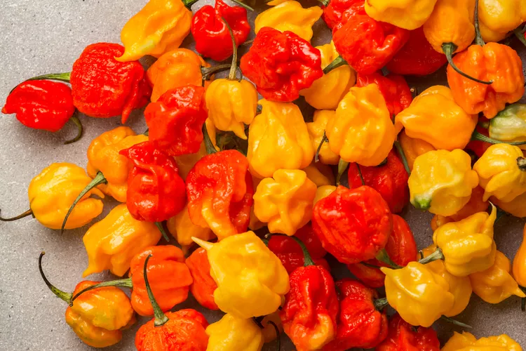 Pepper X là loại ớt mới cay nhất thế giới