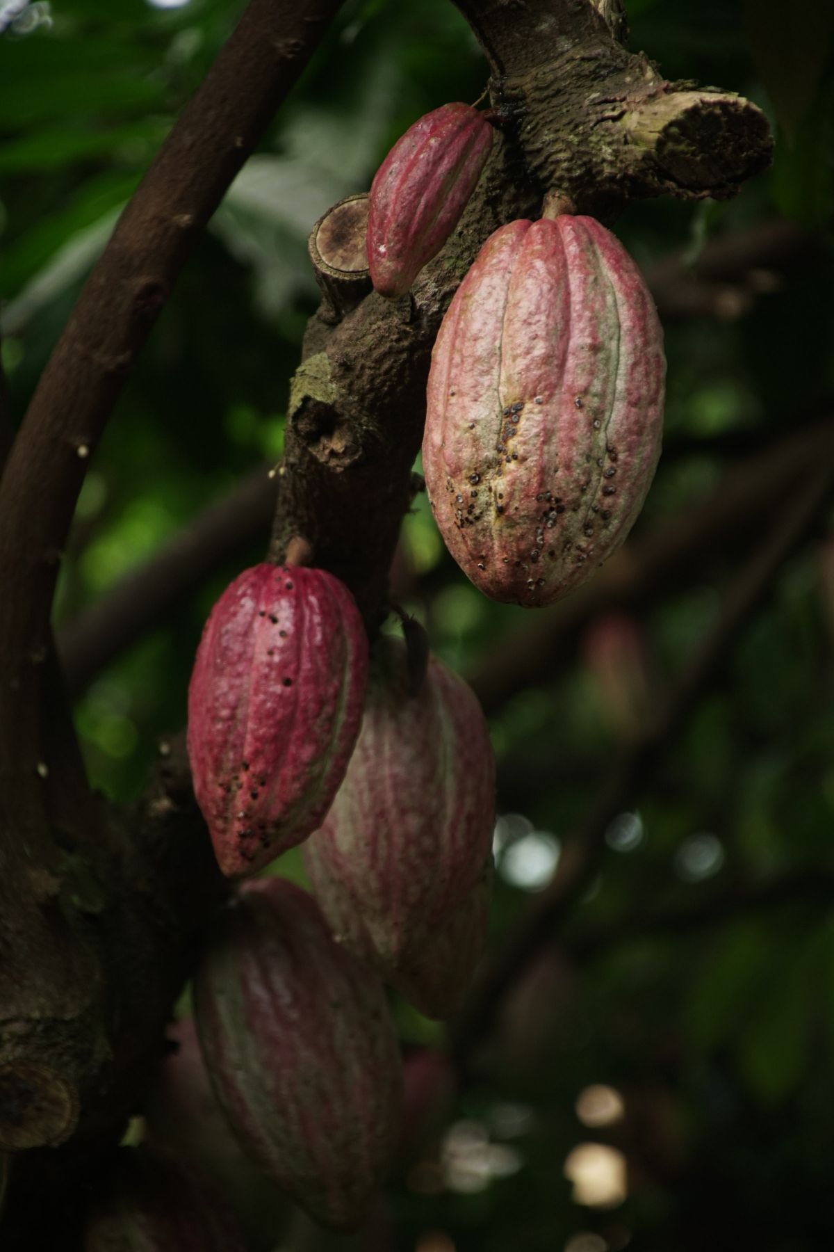 Vẻ đẹp của cây cacao