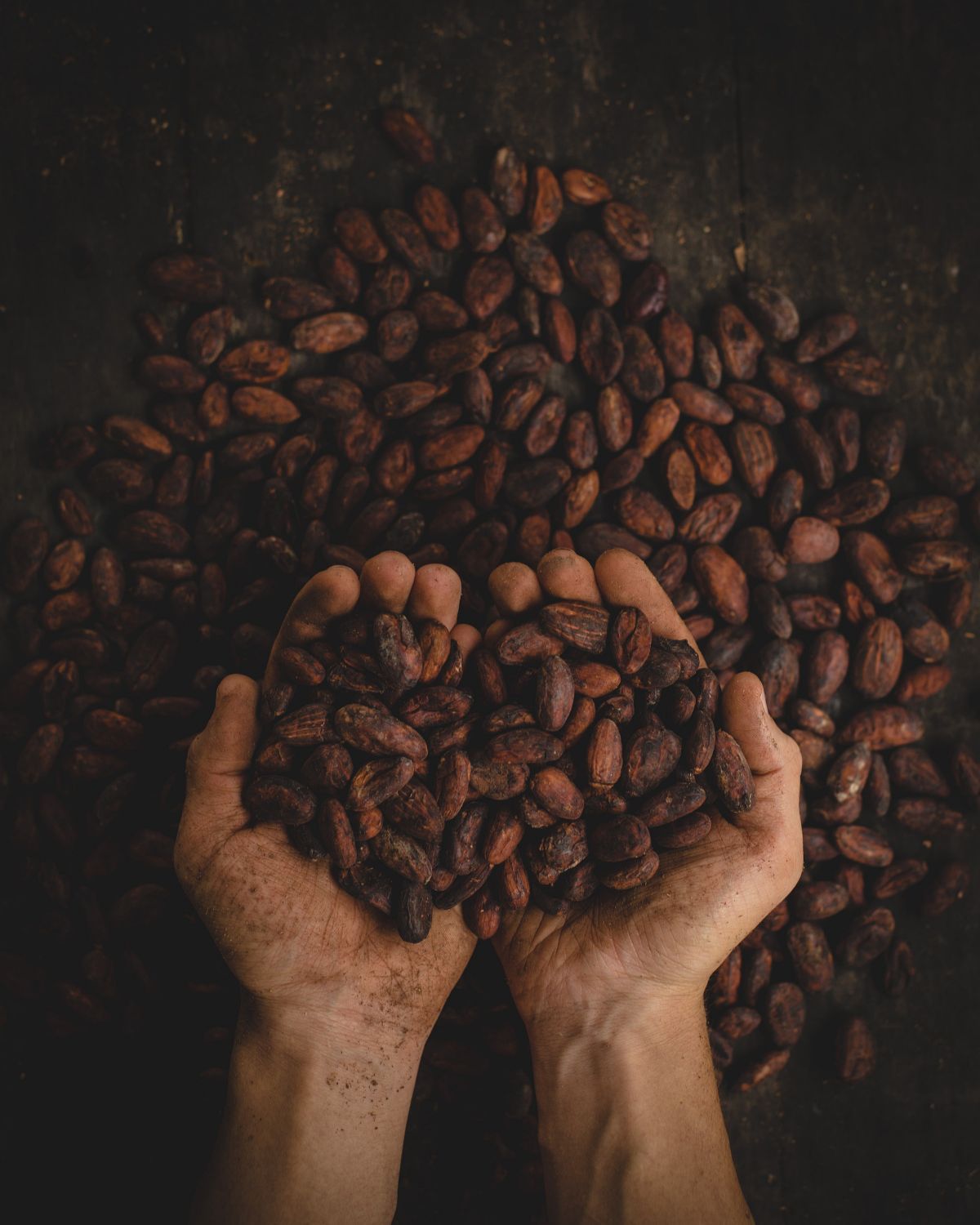 Hạt cacao chứa nhiều chất dinh dưỡng có lợi.