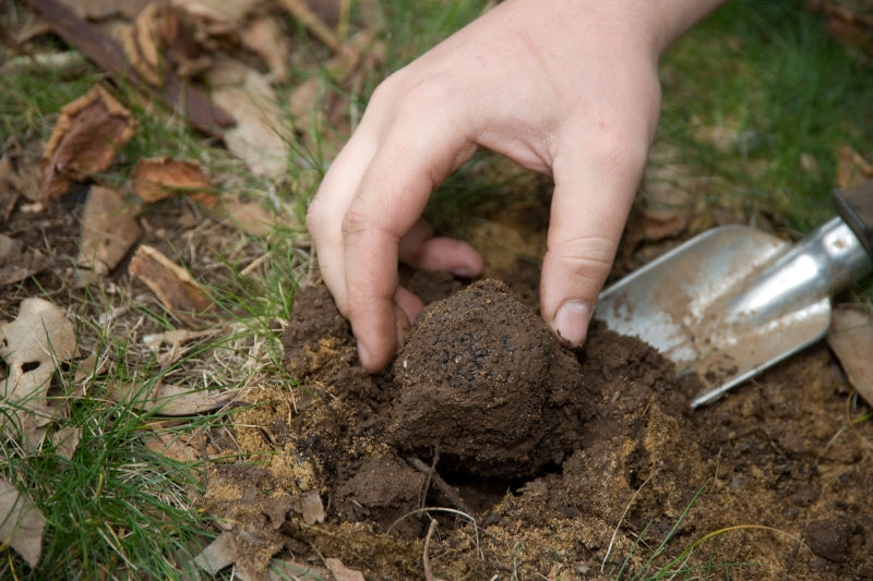 Nấm truffle phát triển dưới lòng đất