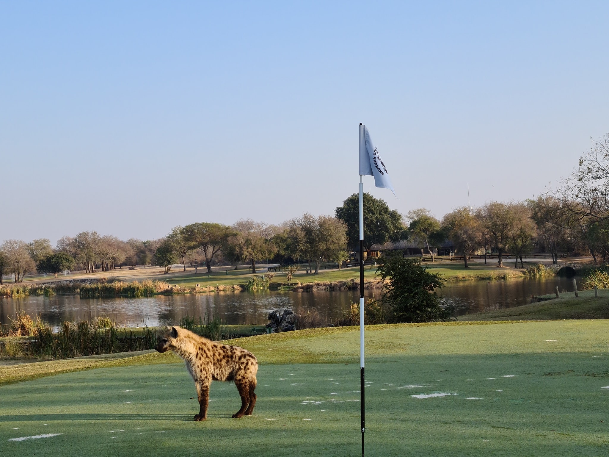Sân golf hoang dã nhất thế giới Skukuza Golf Club