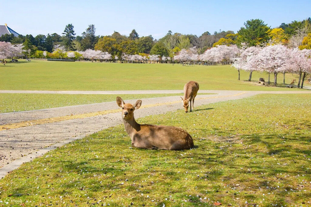 Công viên Nara ivivu 4