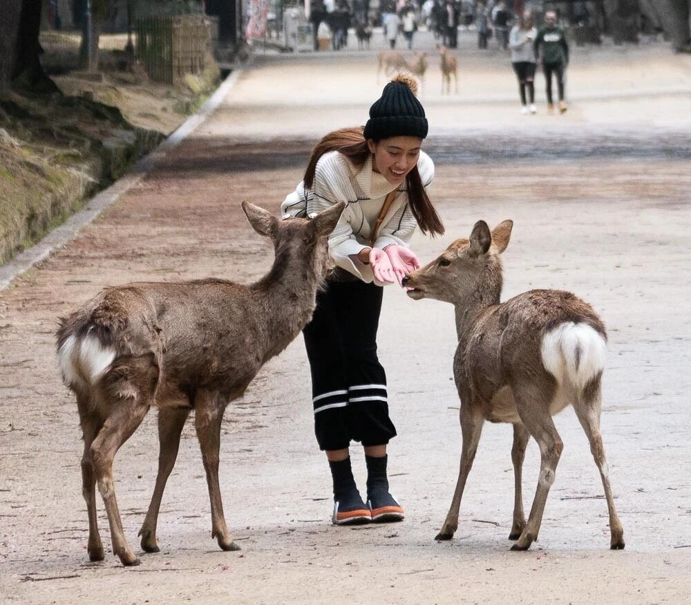 Công viên Nara ivivu 5