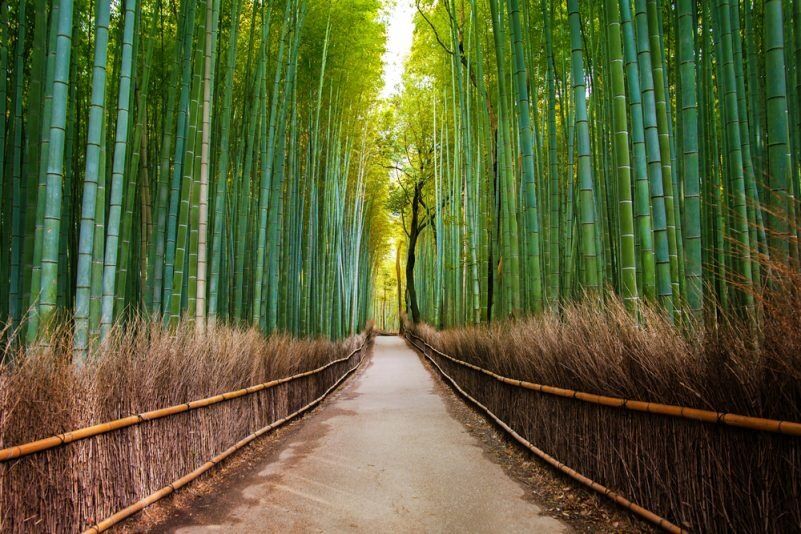 Rừng tre Arashiyama ivivu 1