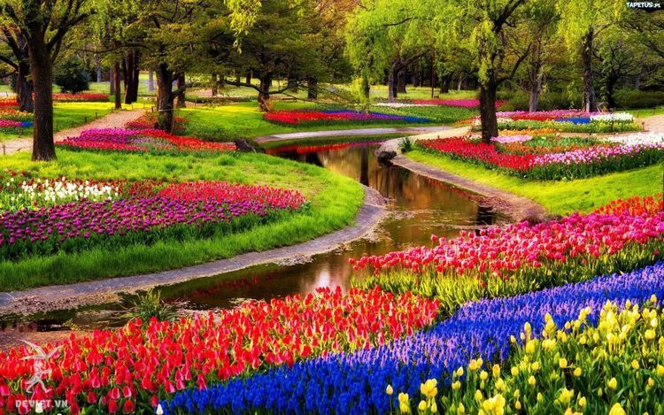 Vườn hoa Keukenhof Hà Lan - vườn hoa Tulip lớn nhất thế giới