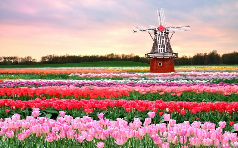 Thăm quan vườn hoa Keukenhof rực rỡ tại Hà Lan