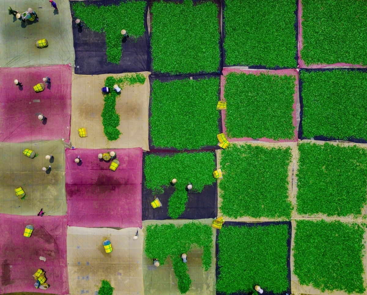 Bức ảnh “Phơi trà” của nhiếp ảnh gia Trần Tuấn (Bắc Giang), chụp cảnh người dân trải lá trà phơi khô. Đây là một trong những công đoạn sản xuất trà ô long tại Mộc Châu, Sơn La. Bức ảnh vào chung kết thể loại ảnh Du lịch, đồng thời đạt giải nhất hạng mục giải Quốc gia (Việt Nam) năm 2020. Ảnh: Trần Tuấn.