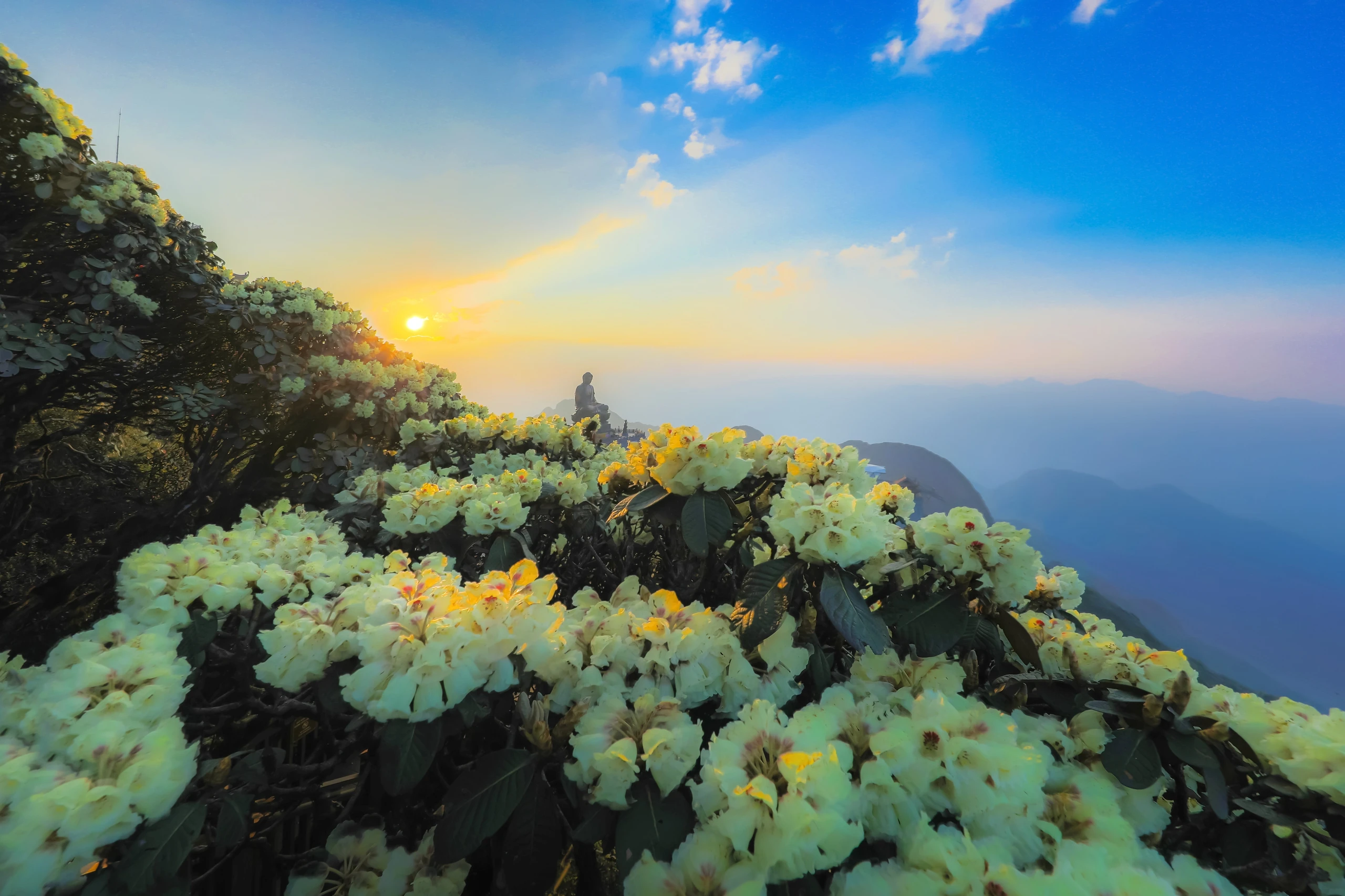  Hoa đỗ quyên trên đỉnh Fansipan